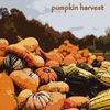  Pumpkin Harvest - Les Baxter
